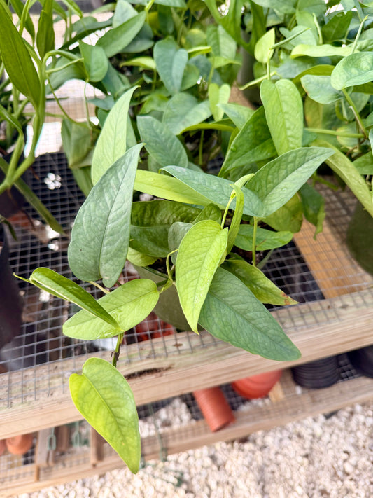 Epipremnum Cebu Blue