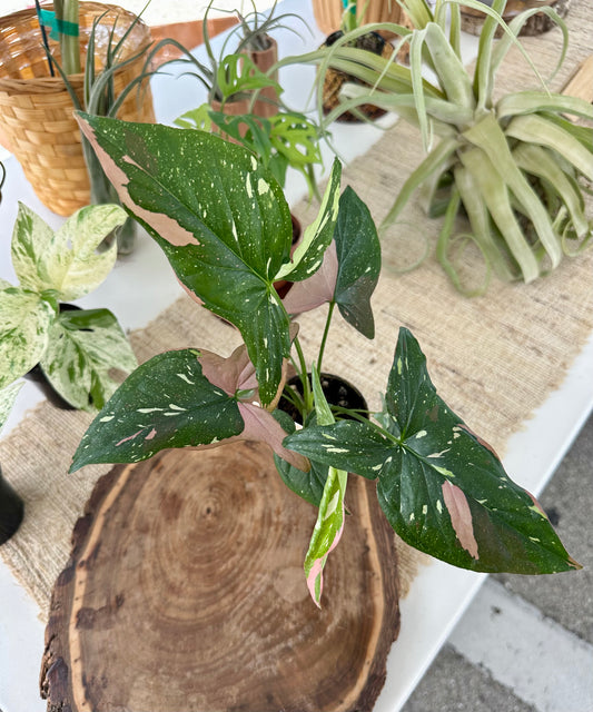 Syngonium Tricolor