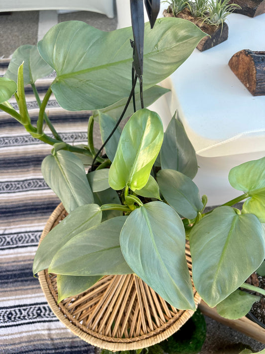 Philodendron Silver Sword