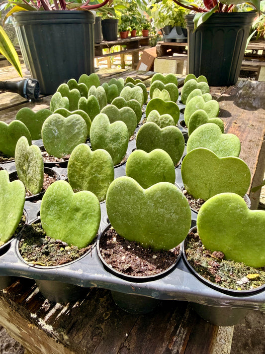 Hoya Kerri