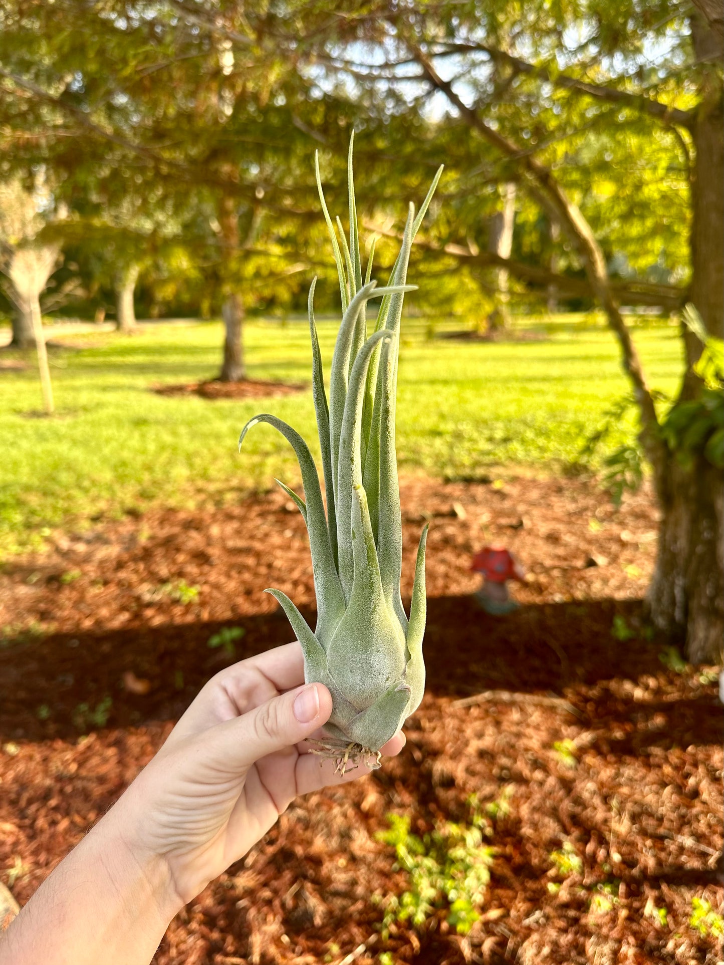 Tillandsia Hybrid • Seleriana X Streptophylla