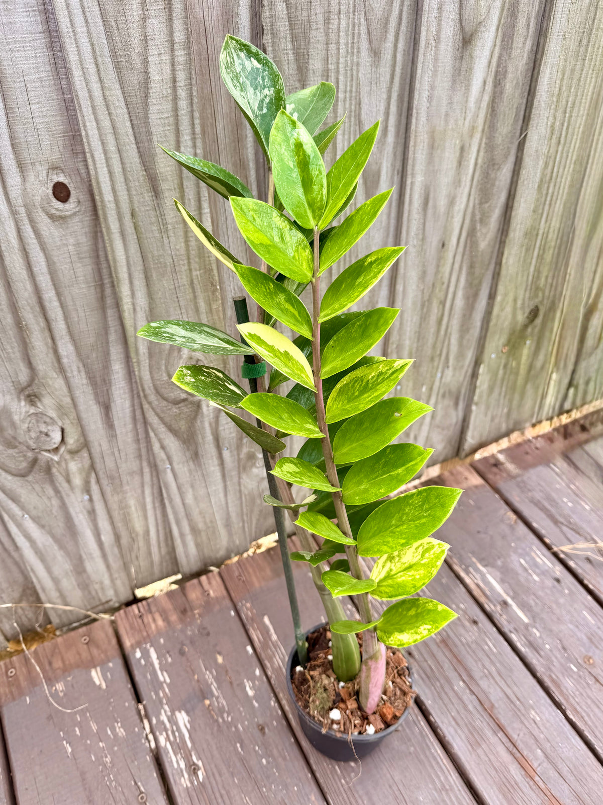ZZ Plant Variegated