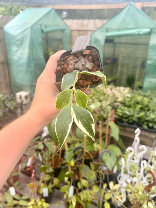 Hoya Polyneura Outer Vareigation