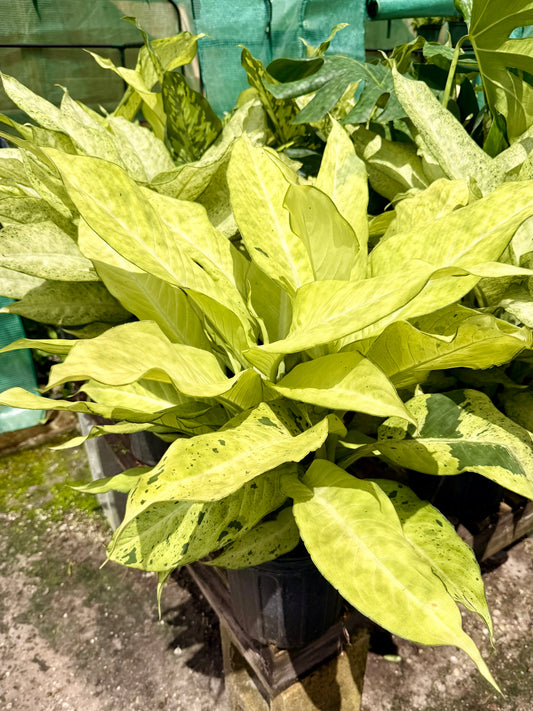 Dieffenbachia Camo