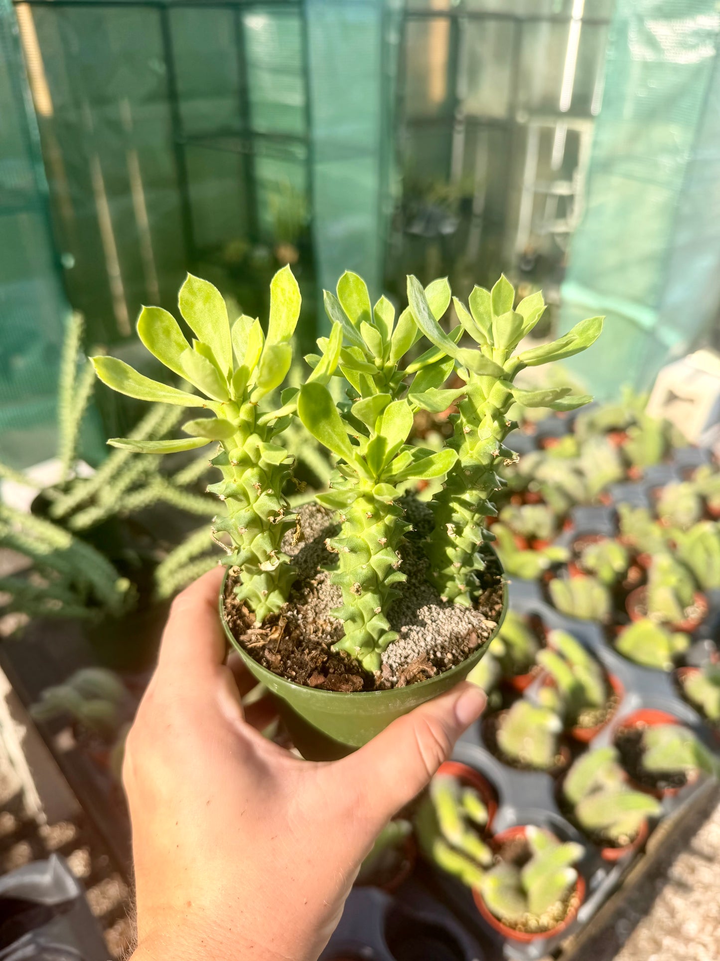 Euphorbia Guentheri