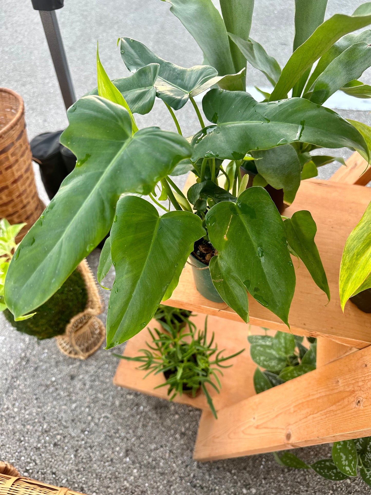 Philodendron Green Dragon