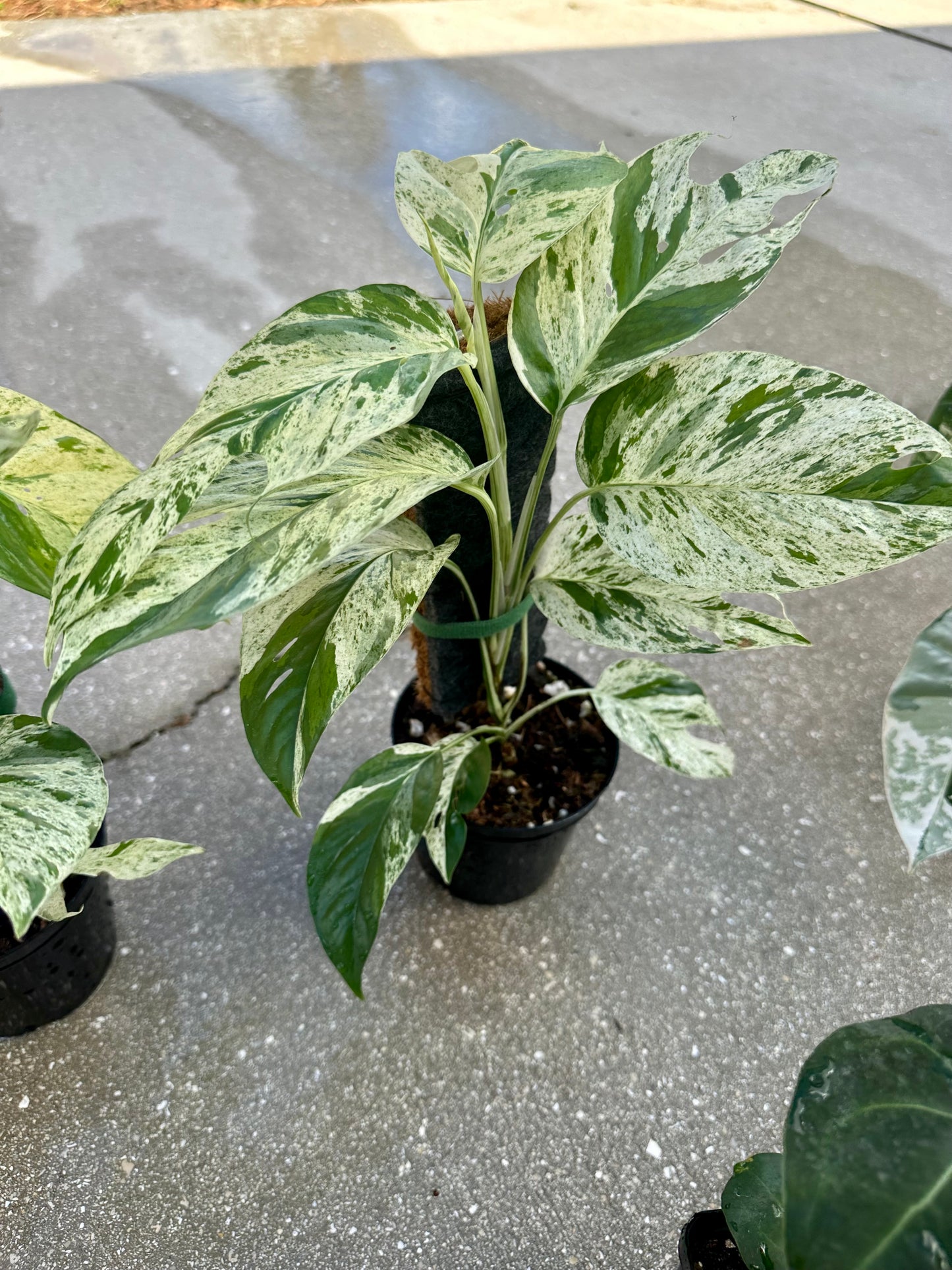 Epipremnum Pinnatum Marble Variegated