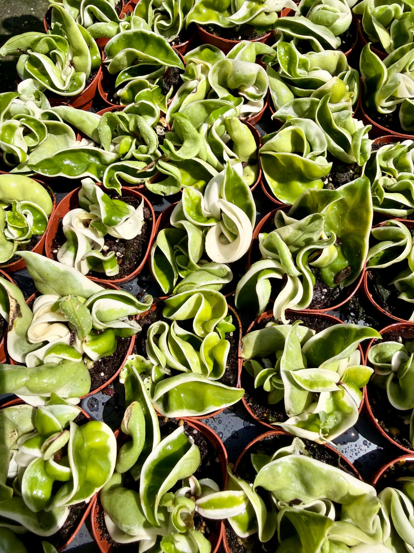 Hoya Carnosa Compacta Variegated