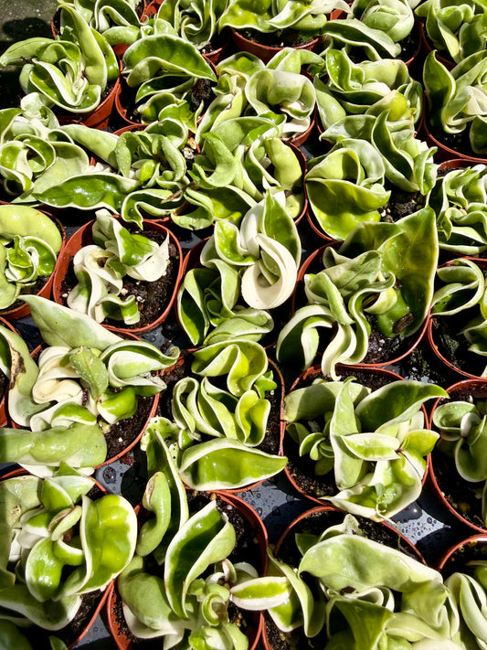 Hoya Carnosa Compacta Variegated