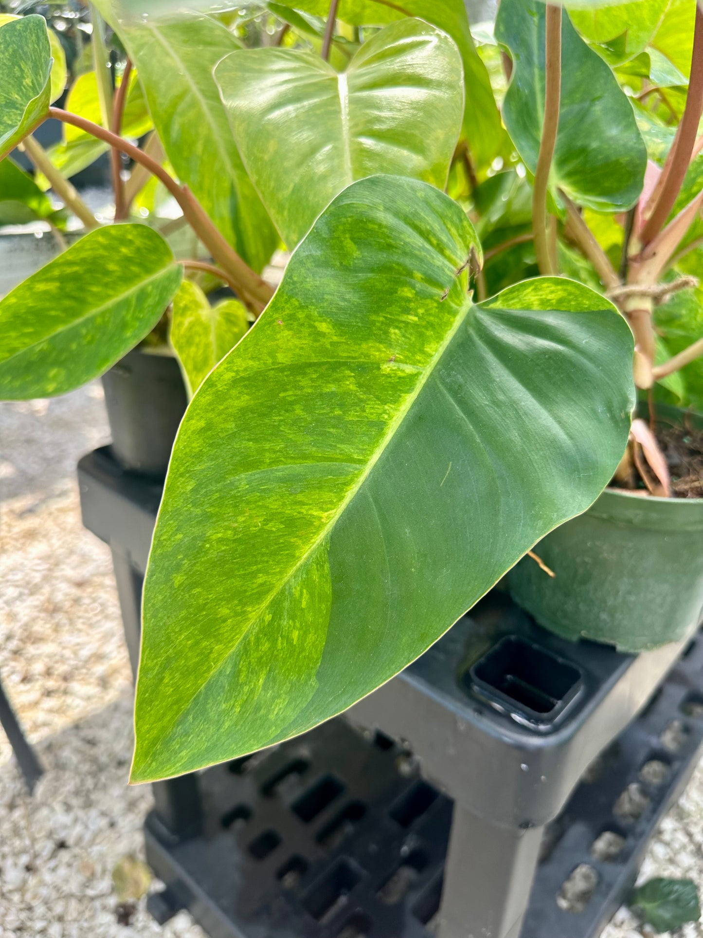 Philodendron Painted Lady