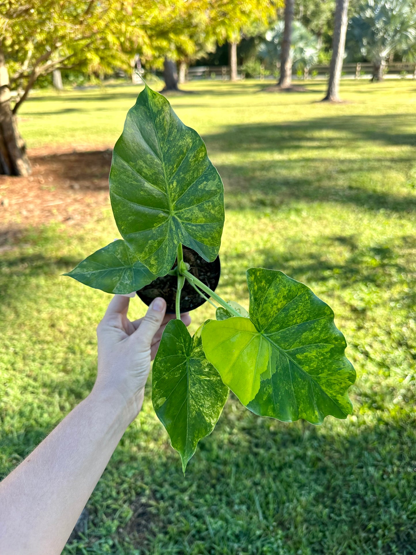 Alocasia Gageana Aurea