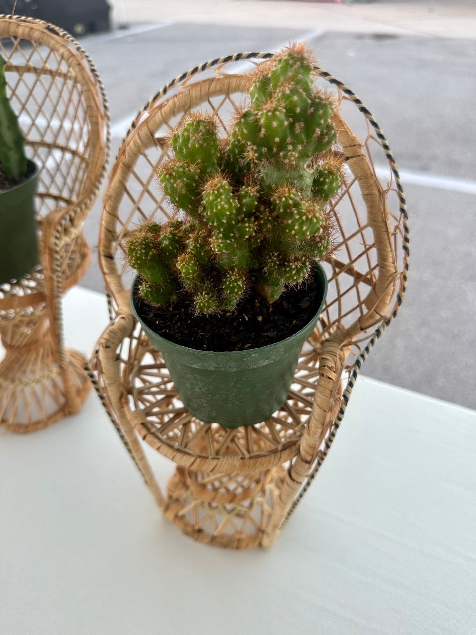 Crested Apple Cactus