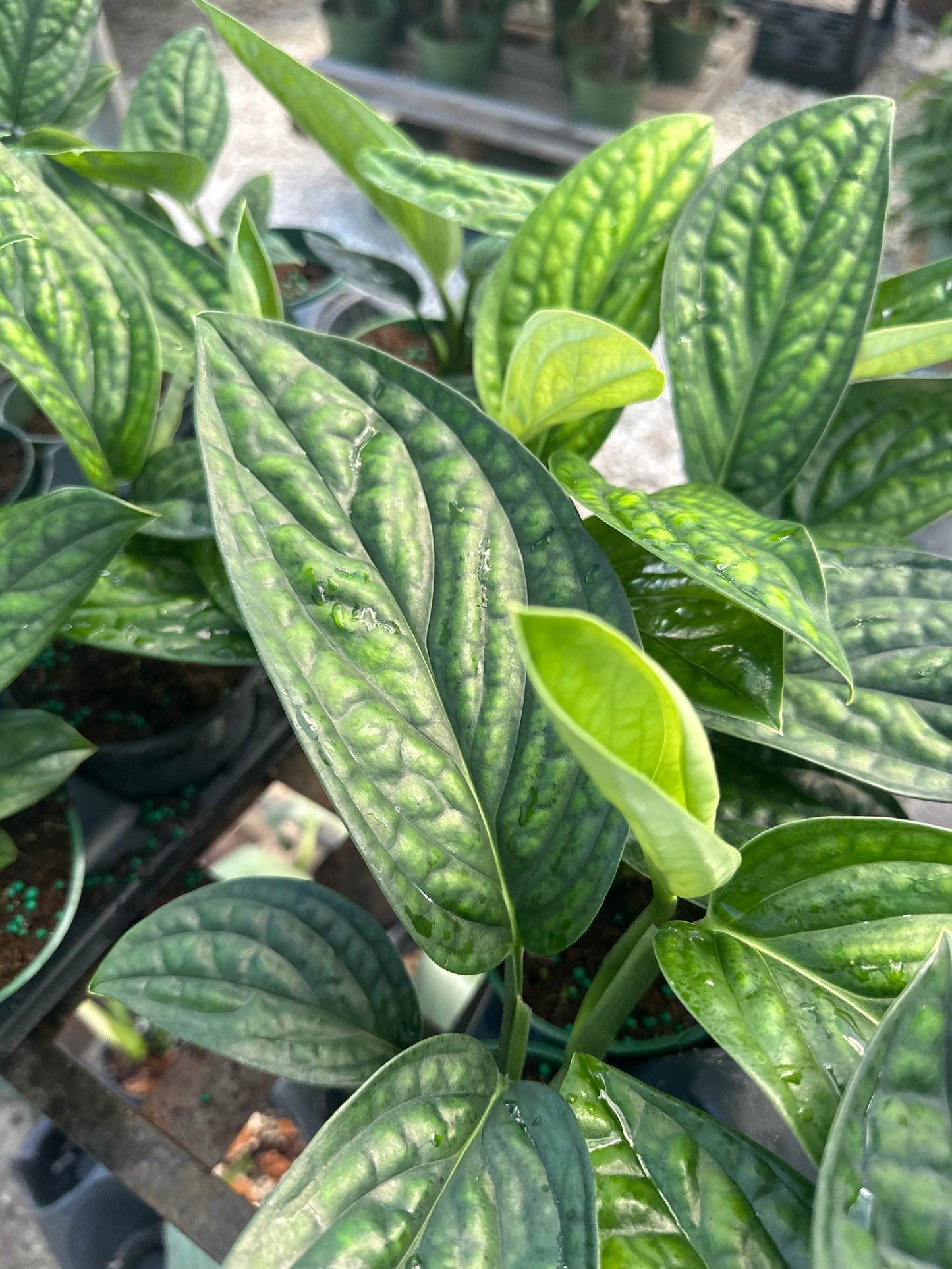 Monstera Peru