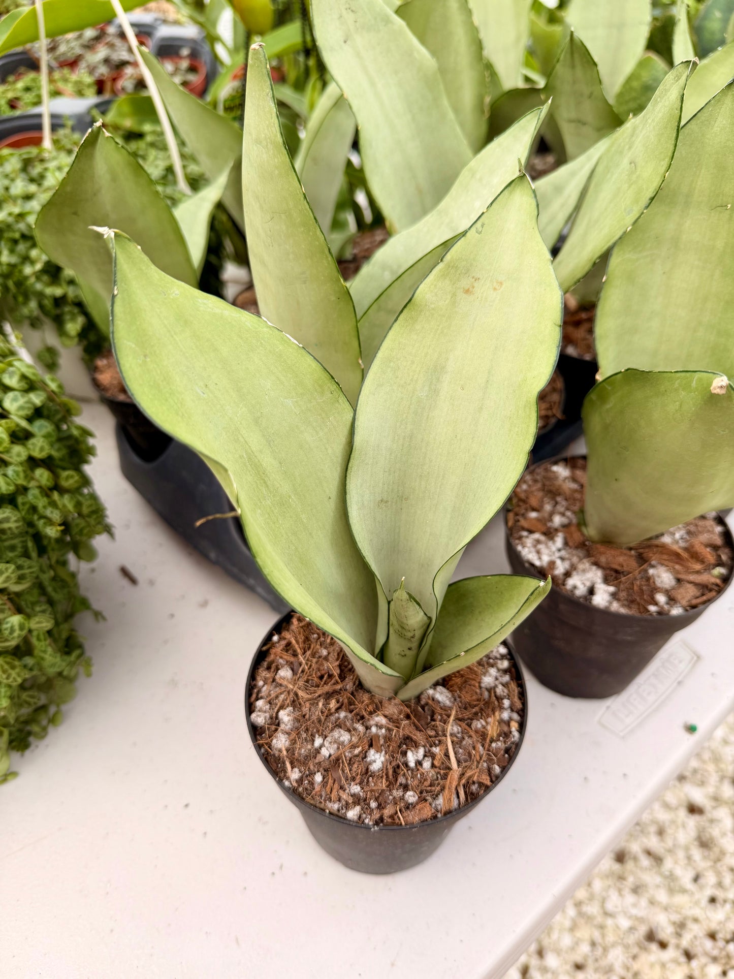 Sansevieria Moonshine