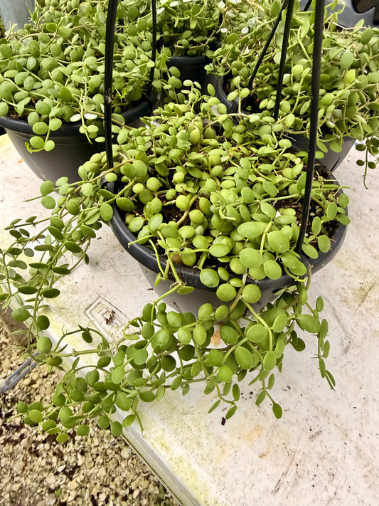 String of Nickels