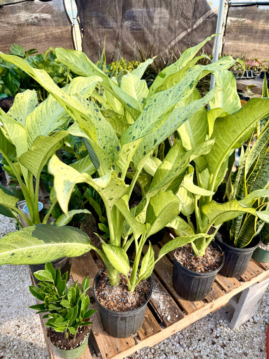 Dieffenbachia Camo