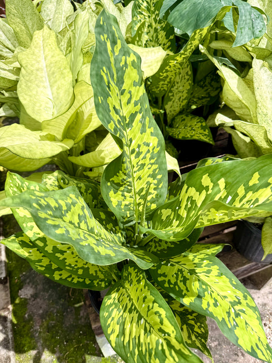 Dieffenbachia Cheetah