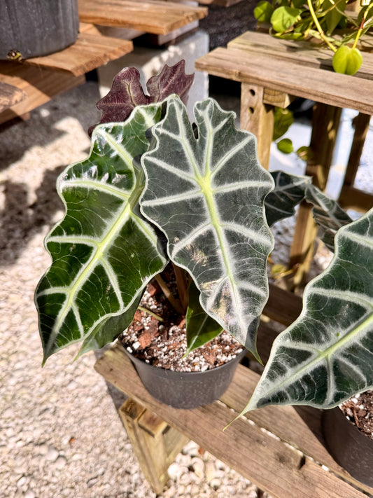 Alocasia Polly