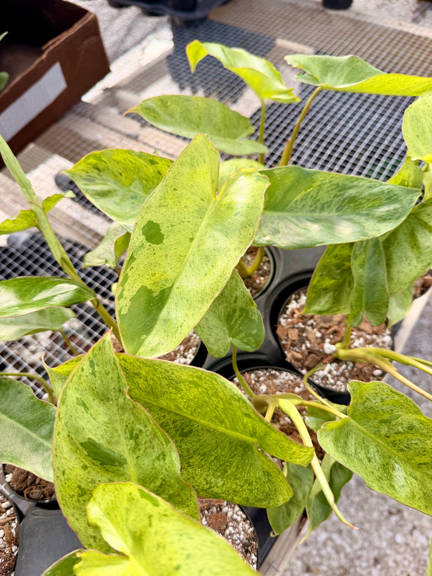 Philodendron Paraiso Verde