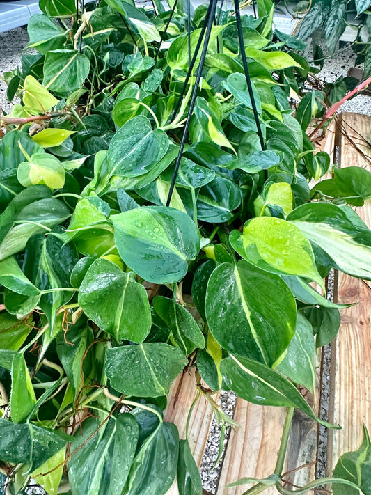 Philodendron Brasil