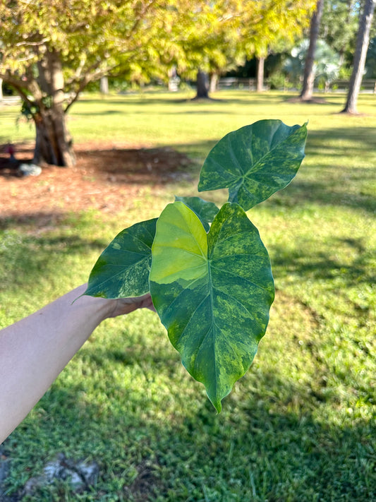 Alocasia Gageana Aurea