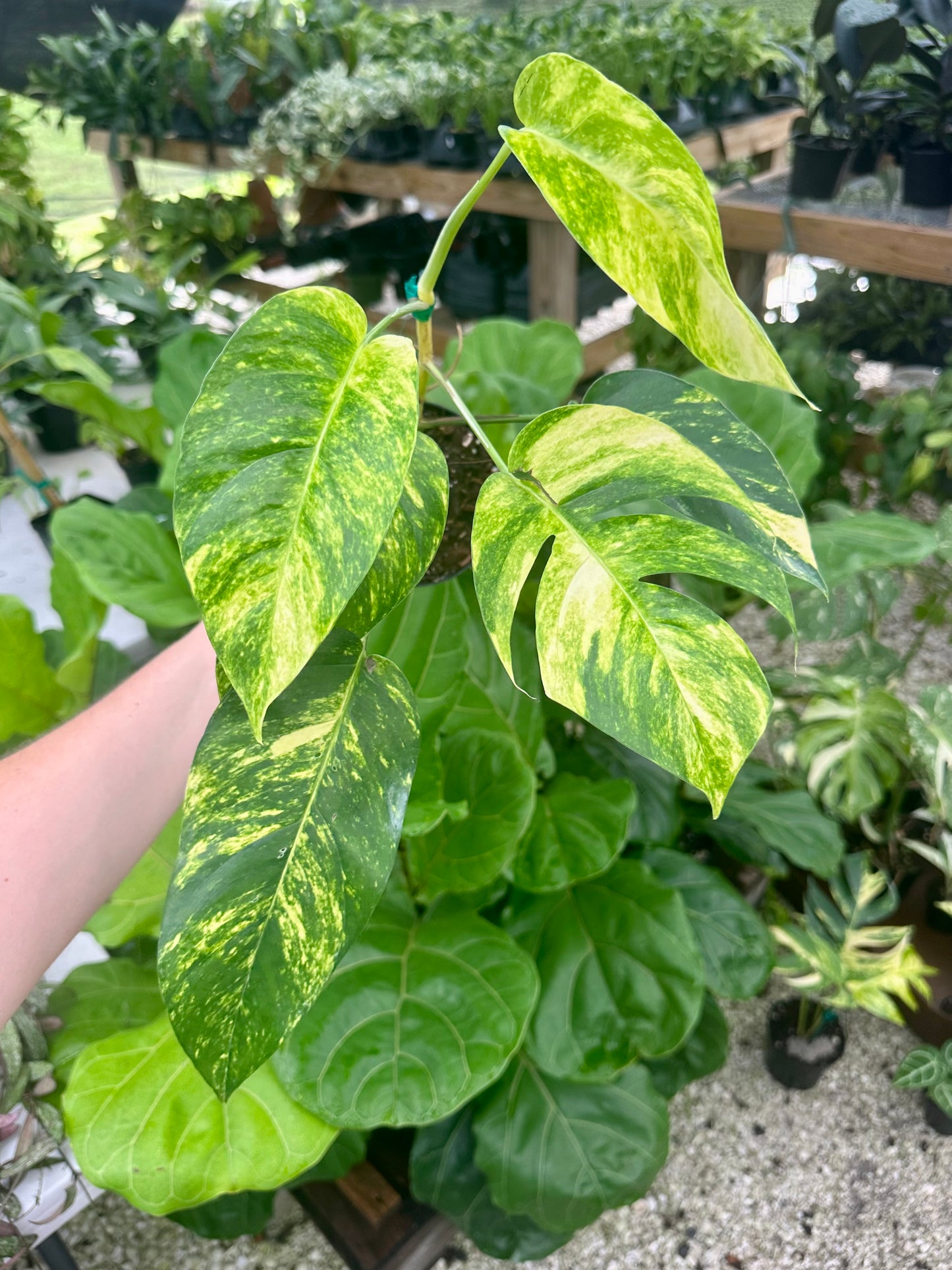 Epipremnum Pinnatum 'Yellow Flame'