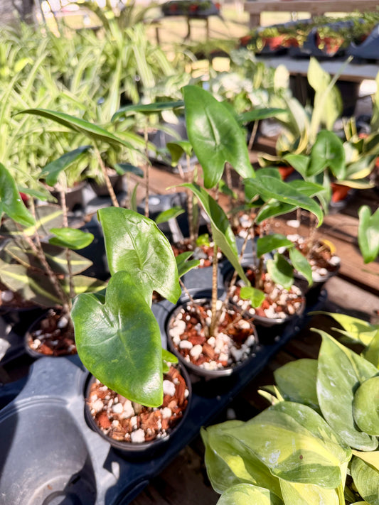 Alocasia Zebrina
