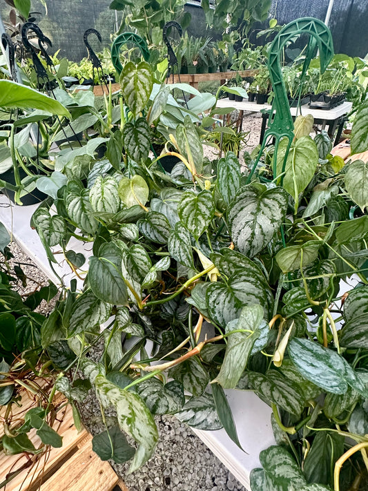 Philodendron Brandtianum