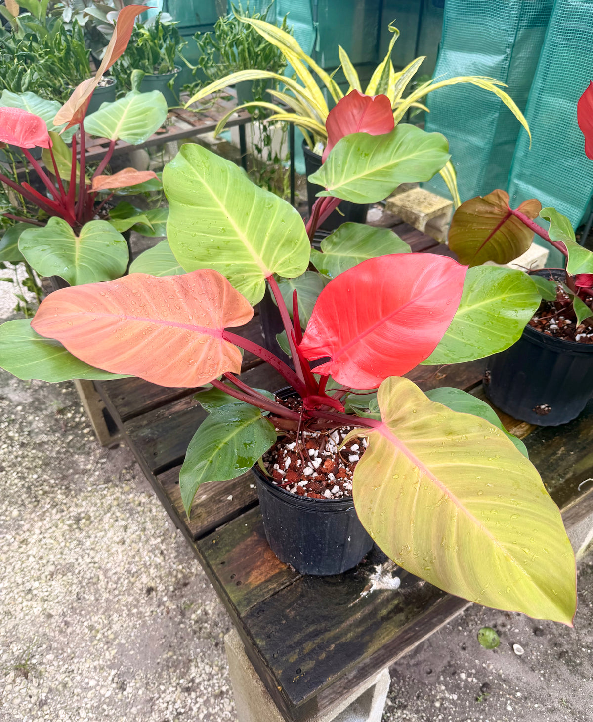 Philodendron McColley's Finale