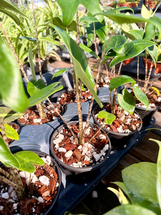 Alocasia Zebrina