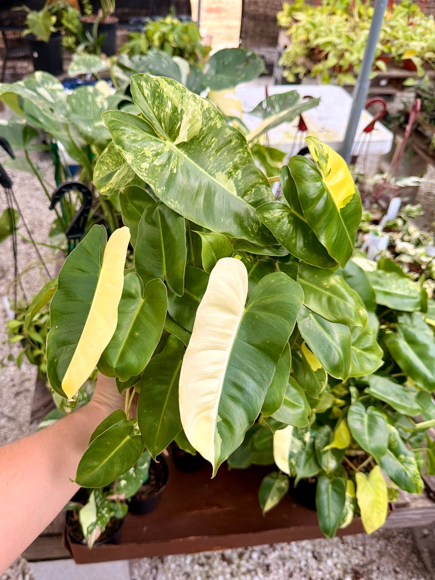 Philodendron Burle Marx Variegated