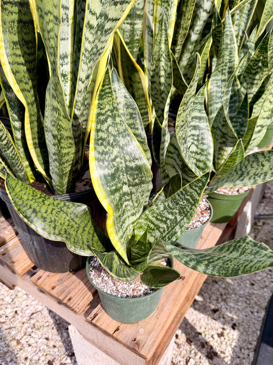 Sansevieria Golden Edge