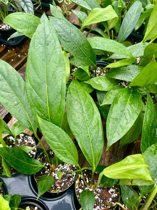 Anthurium Big Bill