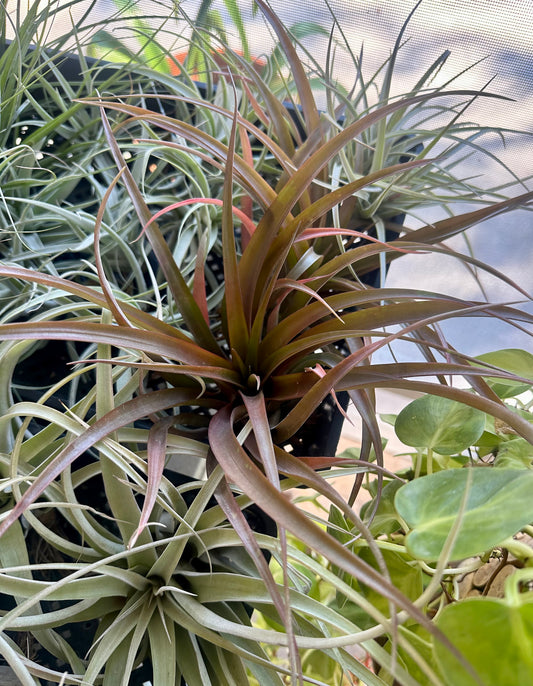 Tillandsia • Capitata Guzmanoides