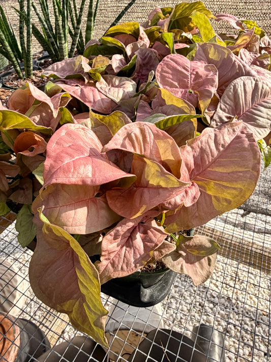 Syngonium Neon Robusta