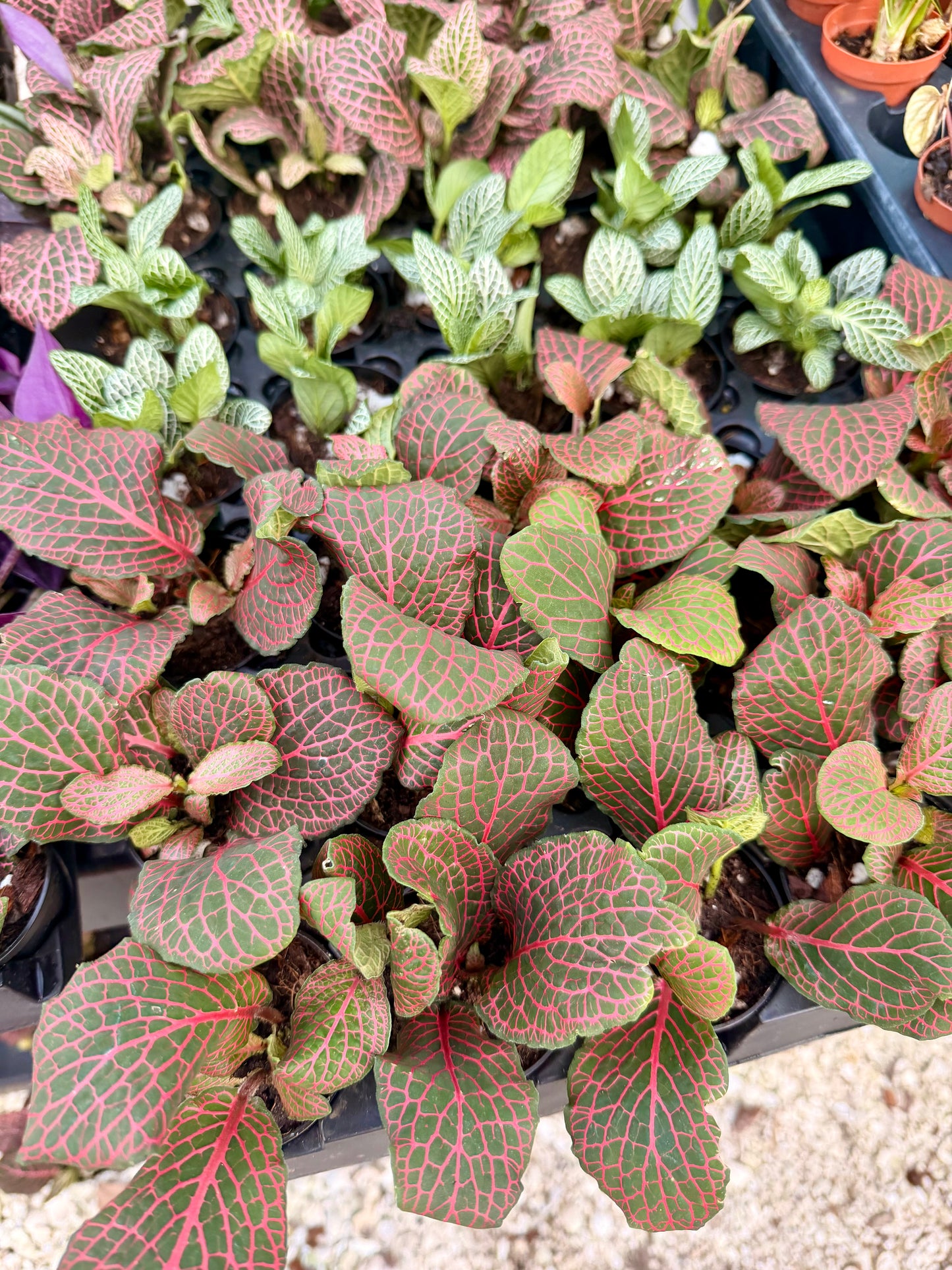 2.5" Fittonia