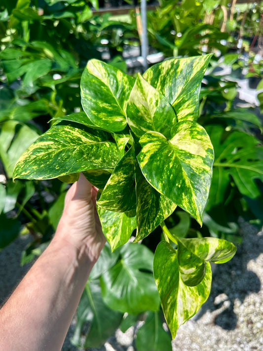 Epipremnum Hawaiian