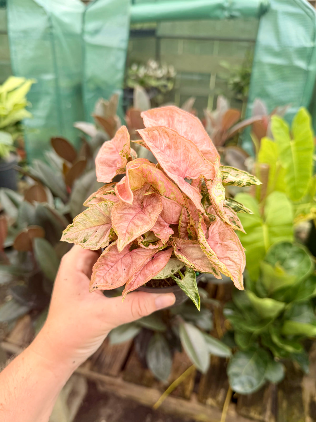 Syngonium Rolli