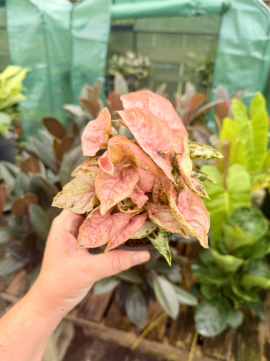 Syngonium Rolli