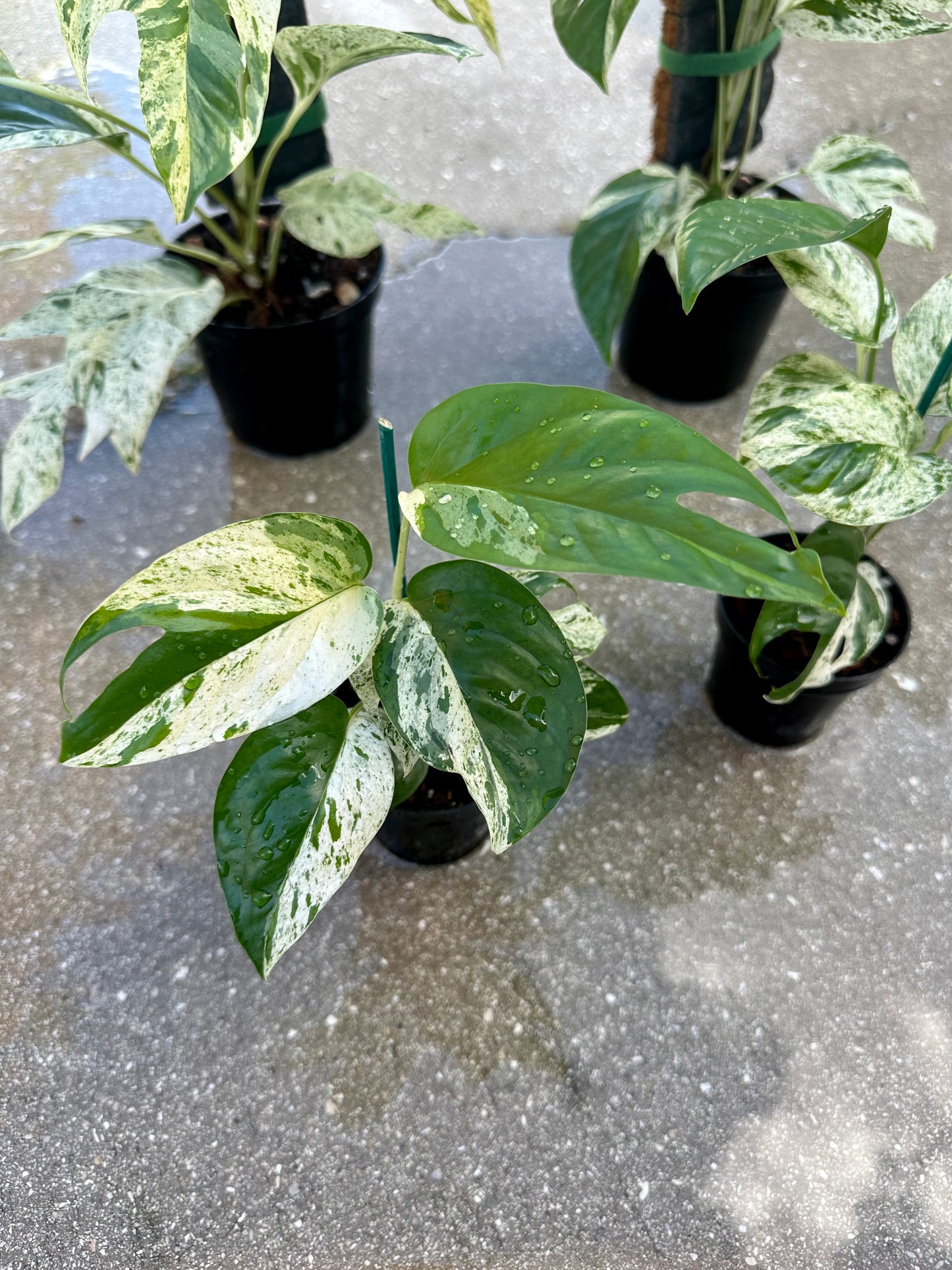 Epipremnum Pinnatum Marble Variegated