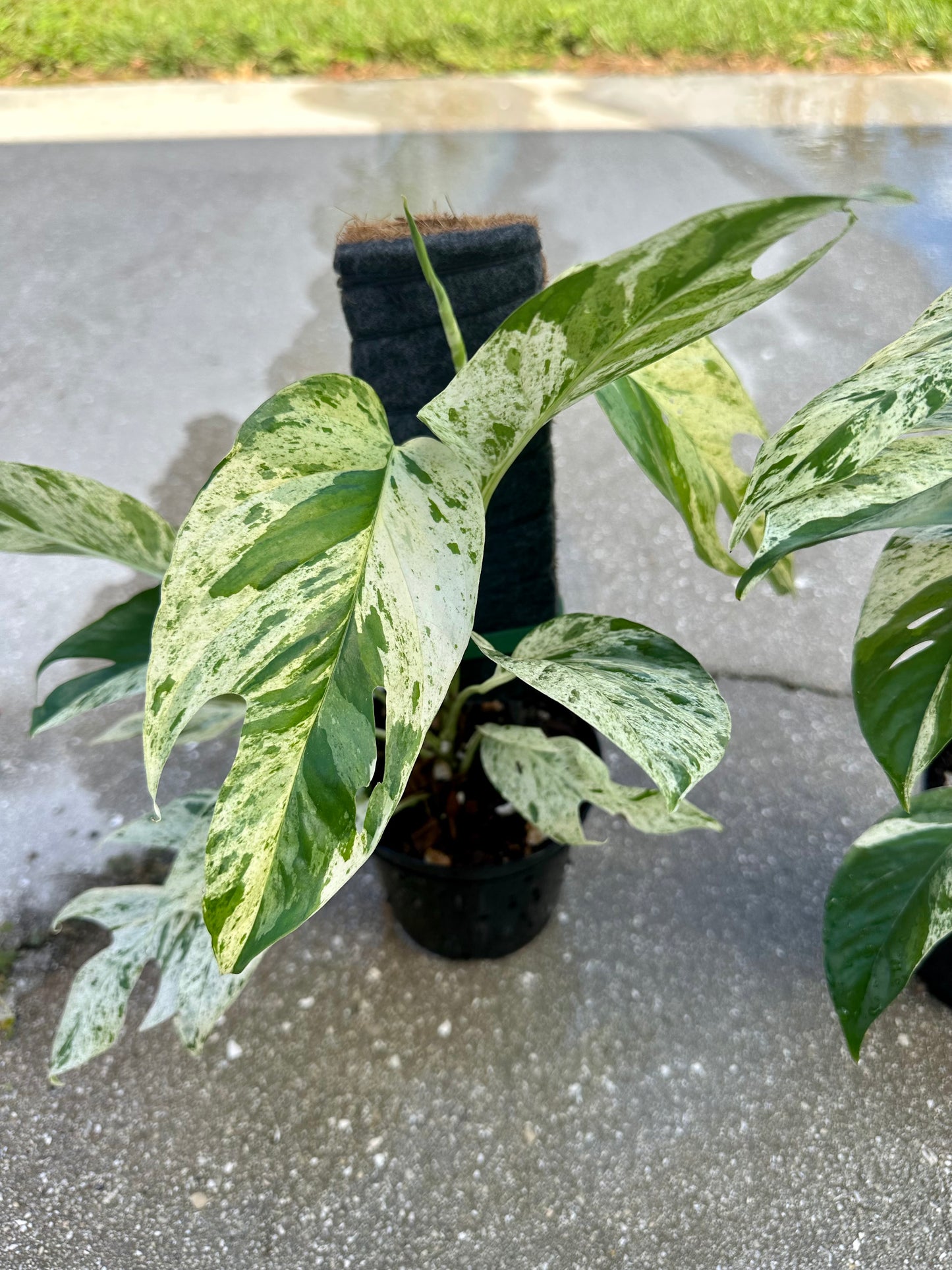 Epipremnum Pinnatum Marble Variegated