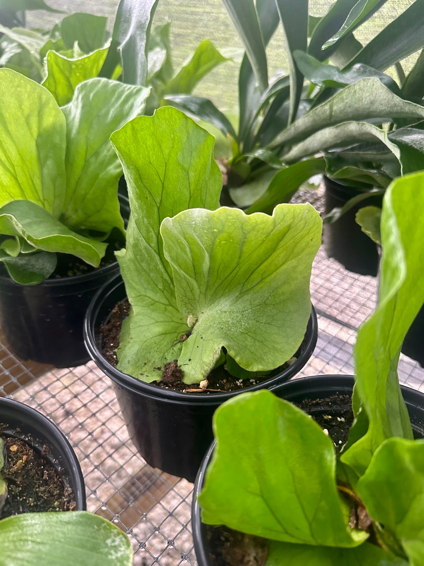 Staghorn Fern Elephantotis