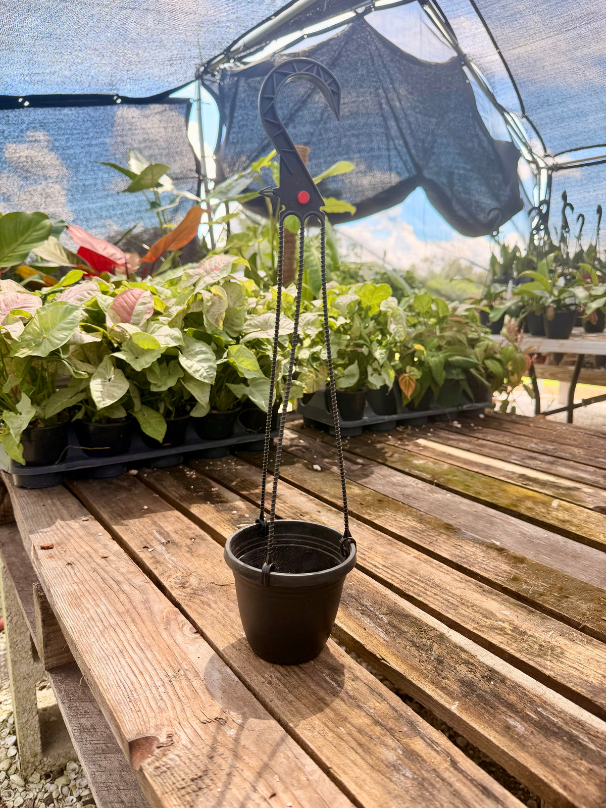 4" Hanging Basket