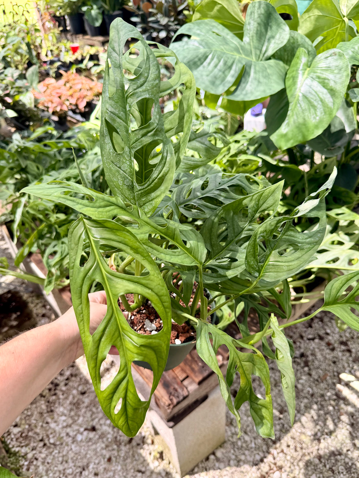 Monstera Esqueleto