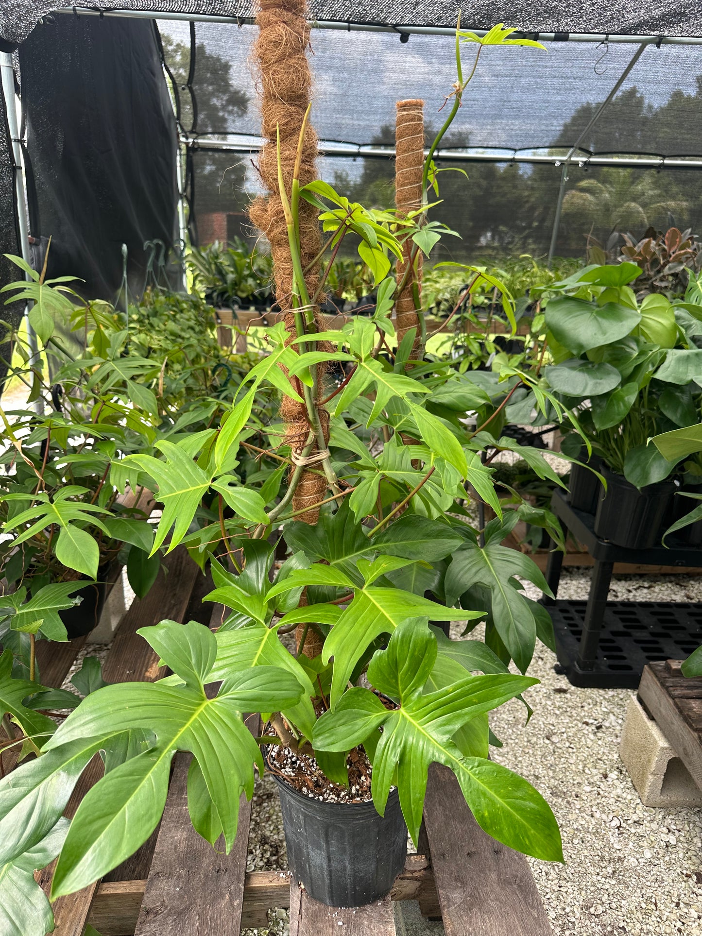 Philodendron Florida Green