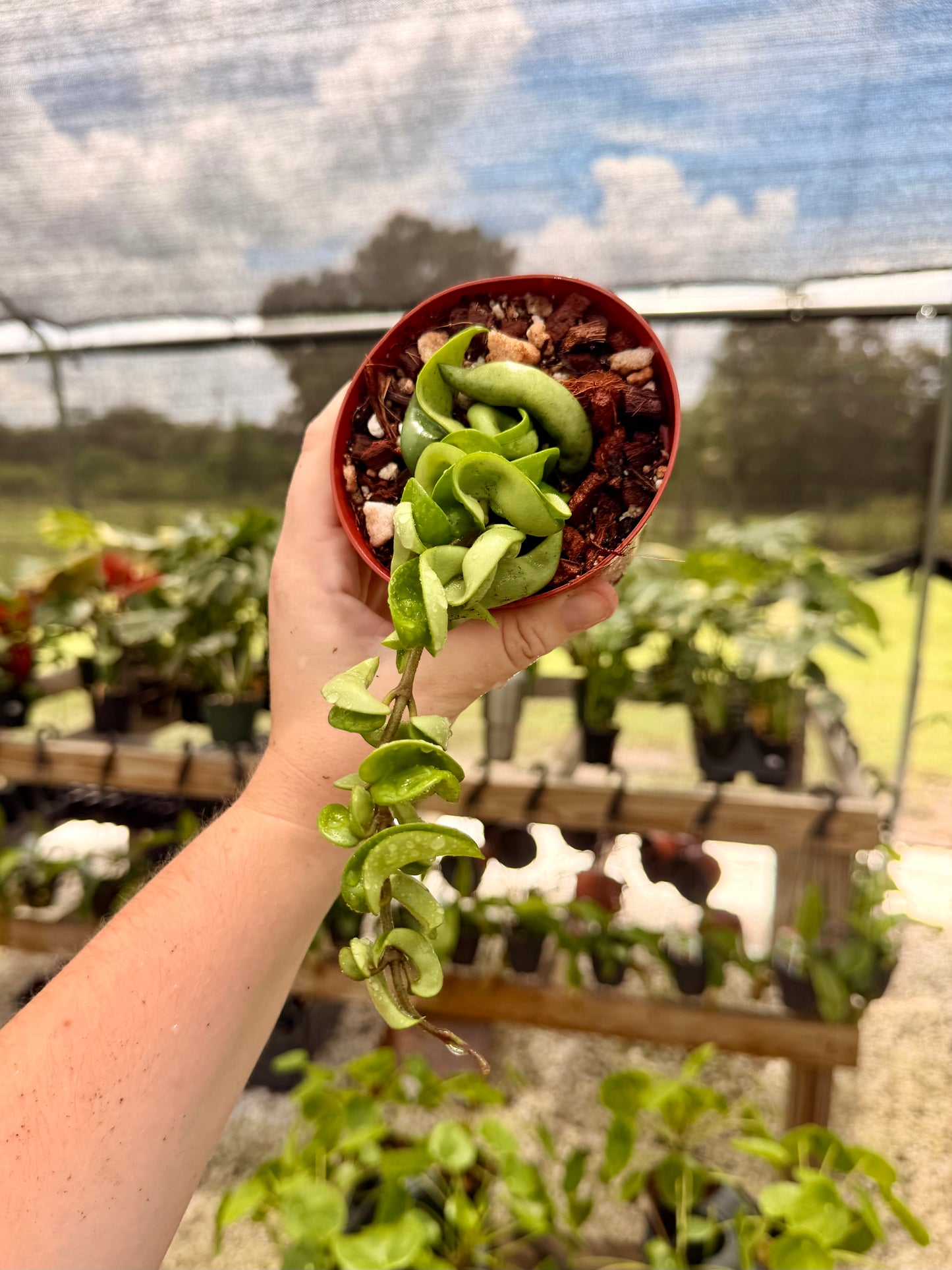 Hoya Carnosa Compacta