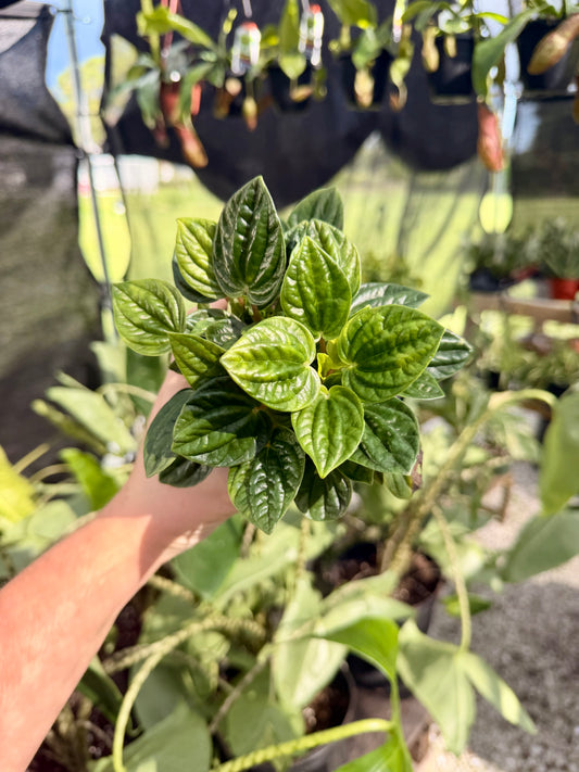 Peperomia Ripple