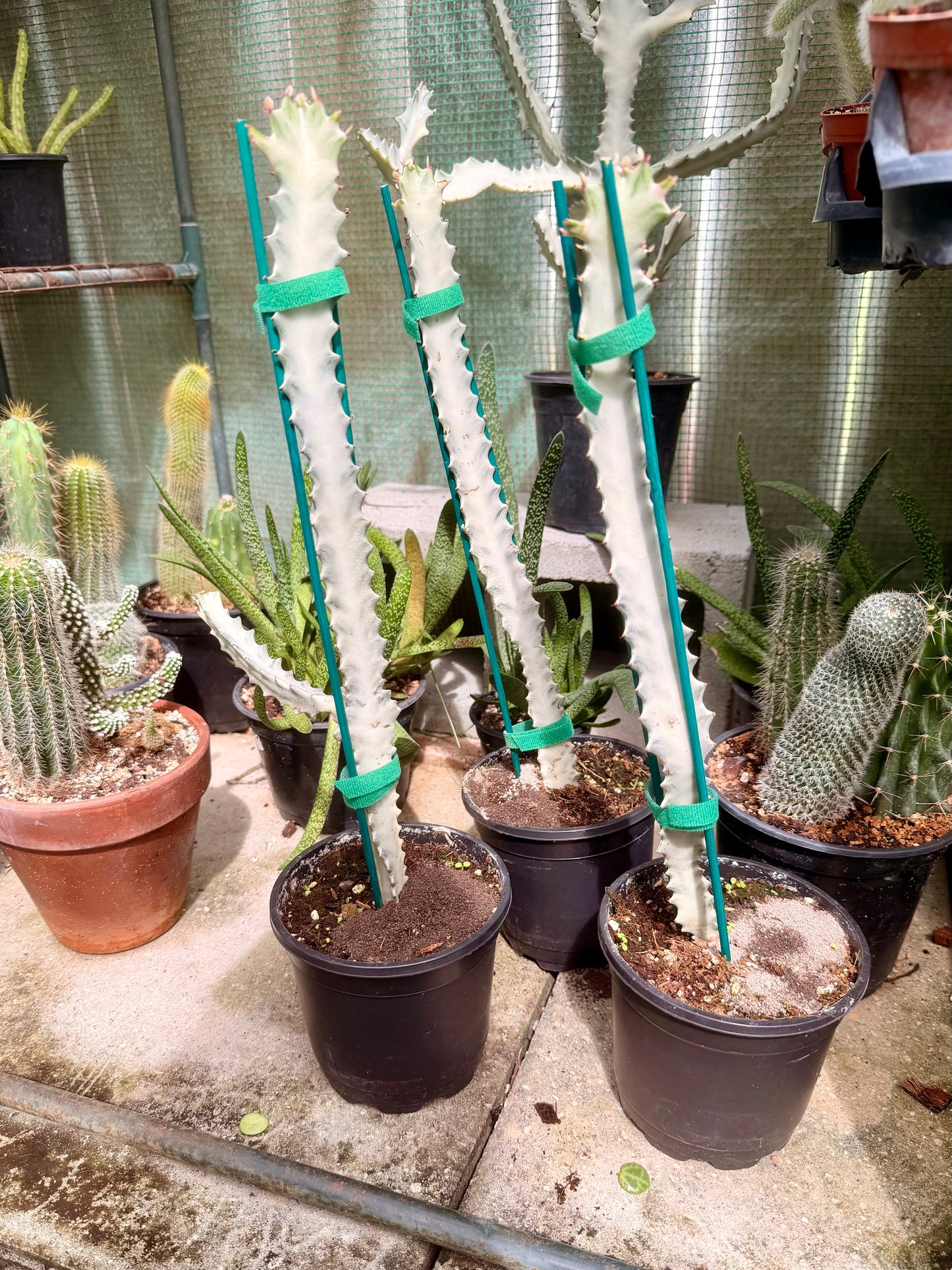 Euphorbia White Ghost