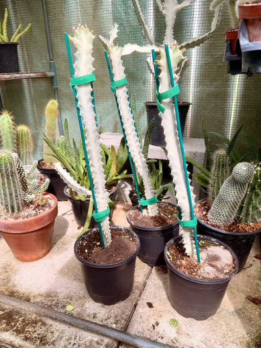 Euphorbia White Ghost