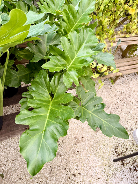 Philodendron Revolution